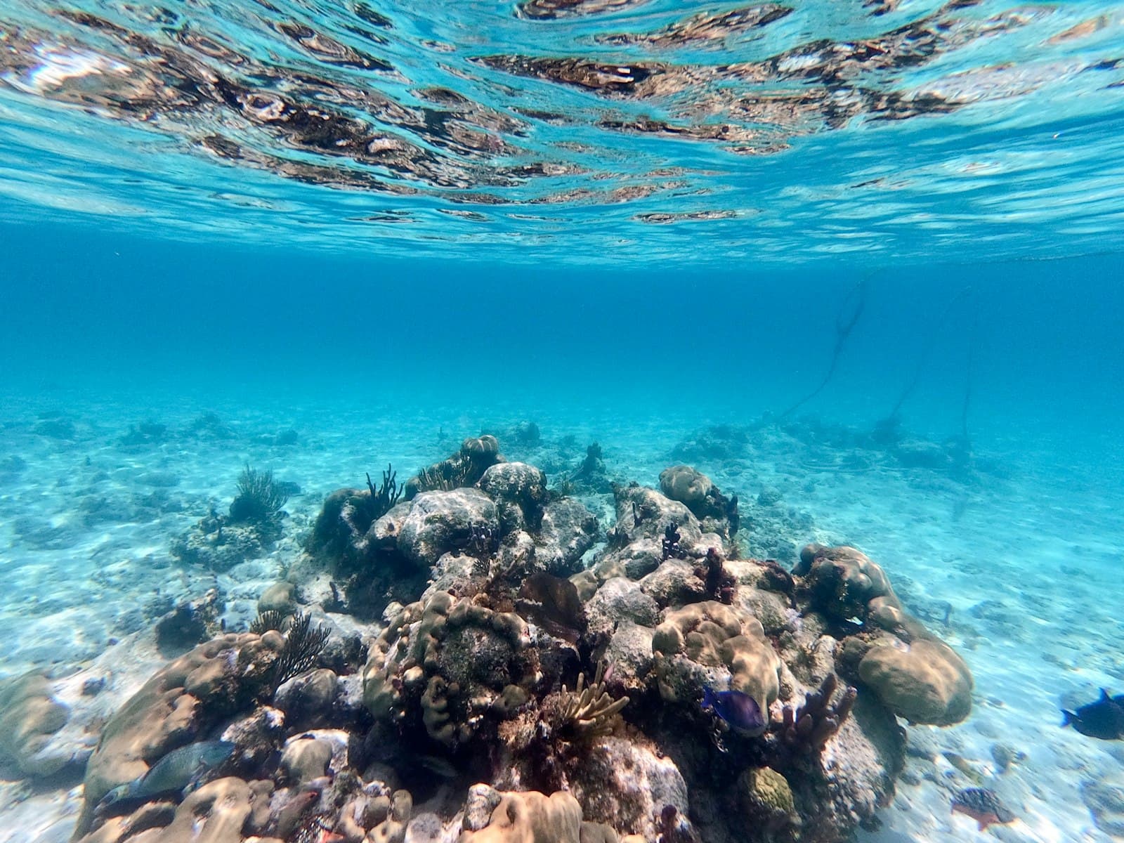 Clear water and a reef seen from below the surface